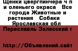 Щенки цвергпинчера ч/п и оленьего окраса - Все города Животные и растения » Собаки   . Ярославская обл.,Переславль-Залесский г.